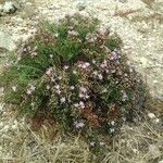 Limonium articulatum Habitus