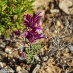 Thymus longiflorus Fula