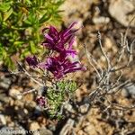 Thymus longiflorus Flower