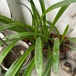Amaryllis belladonna ᱥᱟᱠᱟᱢ
