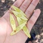 Dalbergia sissoo Fruit