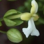 Oxera oreophila Цветок