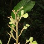 Conchocarpus nicaraguensis Hedelmä