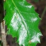 Quercus faginea Hoja