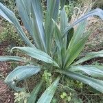 Beschorneria yuccoides Leaf