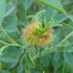 Rosa roxburghii Fruit