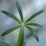 Galium pusillum Leaf