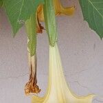 Brugmansia suaveolensപുഷ്പം