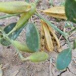 Zygophyllum fabago Fruit