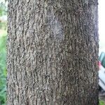 Cordia africana Žievė