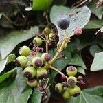 Hedera hibernica Fruit