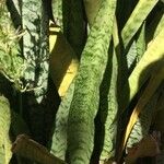 Sansevieria trifasciata 葉