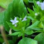 Sherardia arvensis Leaf