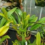 Bulbophyllum amplebracteatum Staniste