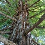 Sequoia sempervirens Bark