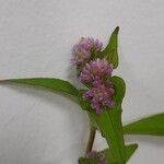 Persicaria nepalensis Цвят