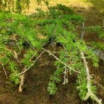 Larix kaempferi Folla