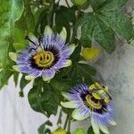 Passiflora caeruleaFlower