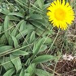 Inula montana Leaf