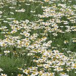 Anthemis cupaniana عادت داشتن