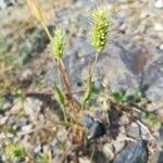 Setaria viridis Fruit