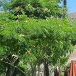 Albizia julibrissinᱥᱟᱠᱟᱢ