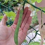 Clitoria ternatea Fruit