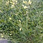 Diplotaxis tenuifolia 整株植物