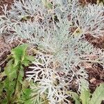 Seseli gummiferum 葉