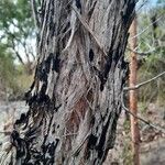 Angophora hispida Schors