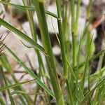 Cenchrus ciliaris Bark