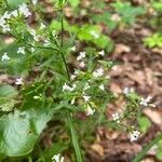 Houstonia longifolia Kwiat