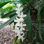 Rodriguezia bracteata Flors