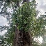 Populus deltoides Blad