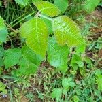 Toxicodendron radicansLapas