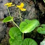 Viola biflora പുഷ്പം