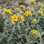 Phlomis floccosaKvet