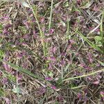 Amaranthus albus Habitus