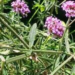 Verbena bonariensis Yaprak