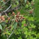 Rhododendron oreotrephes Outro