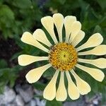 Zinnia elegansFlower