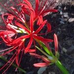 Lycoris radiata Blomst