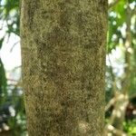 Ilex paraguariensis 樹皮