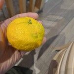 Citrus medica ഫലം