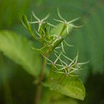 Ruellia tuberosa Fruit