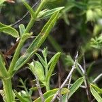 Stachys glutinosa Foglia