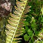 Polystichum lonchitis Fruit