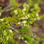 Empetrum nigrum Fiore