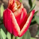 Tulipa grengiolensis Flower