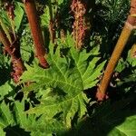 Rheum palmatum Blad